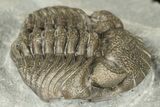 Eldredgeops Trilobite Fossil - Silica Shale, Ohio #188840-2